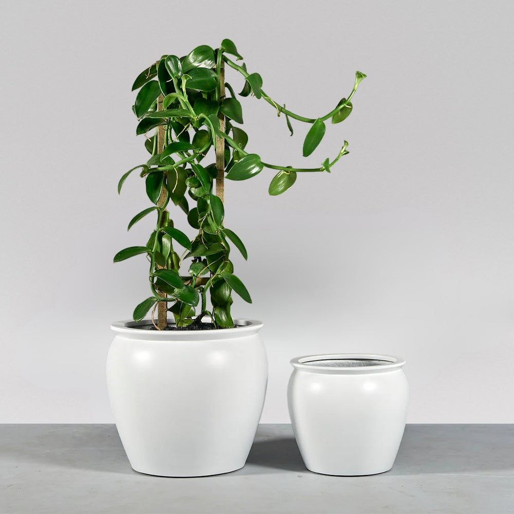Shanghai Fishbowl Fiberglass Planter shown with different sizes filled with plants.