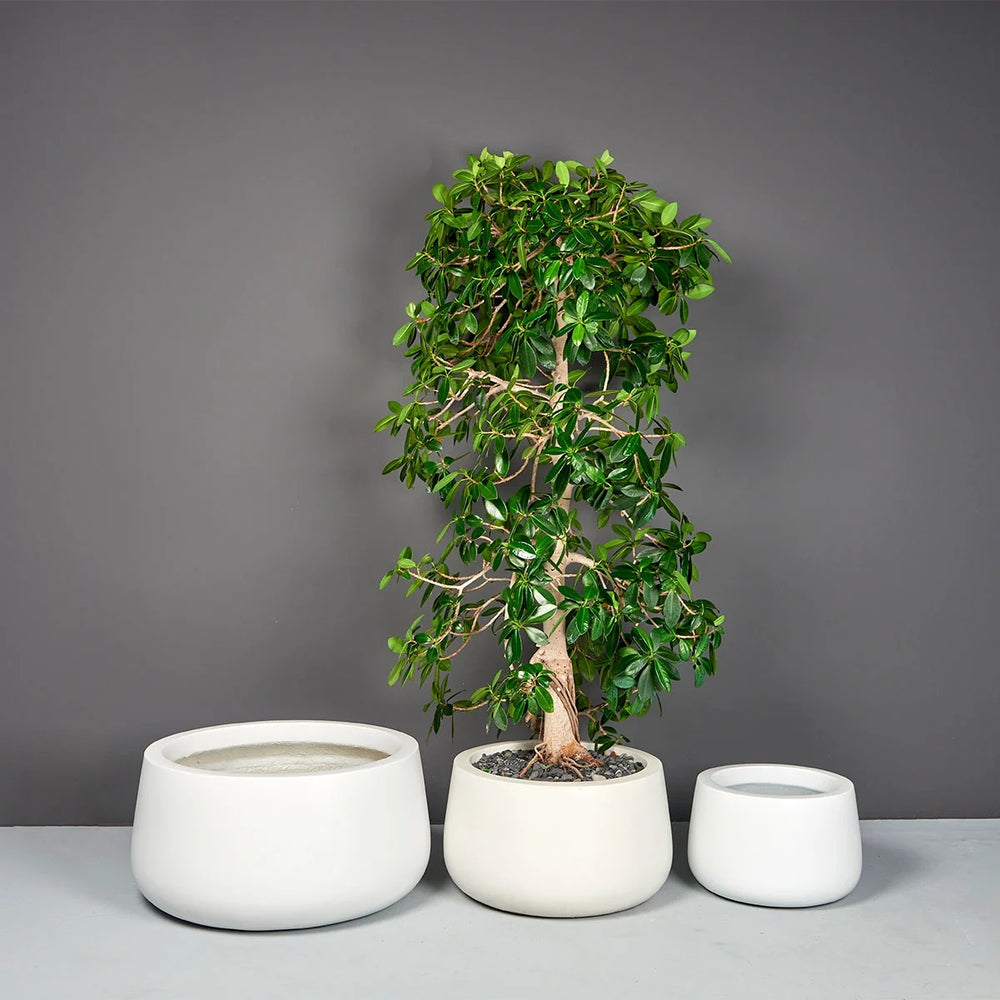 Short Hayden Tapered Round Fiberglass Planter on concrete against gray wall.