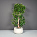 Short Hayden Tapered Round Fiberglass Planter on concrete filled with plants.