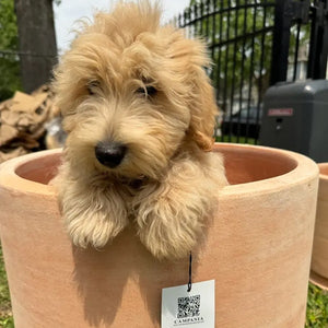 Sombra Planter Terra Cotta S/2 with brown puppy inside