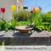 Songbirds Rest Birdbath against red and yellow flowers in the backyard