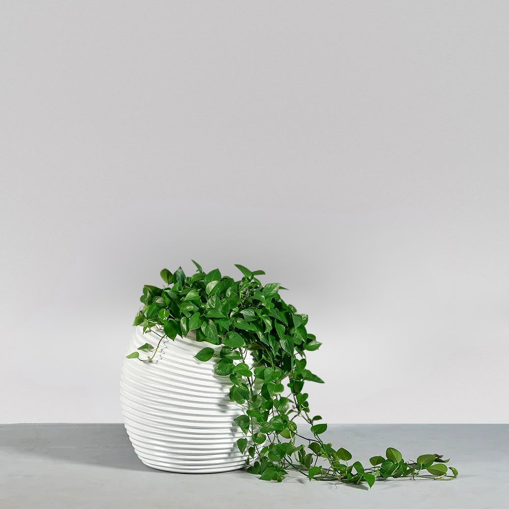 Spiral Globe Fiberglass Planter on concrete filled with plants.