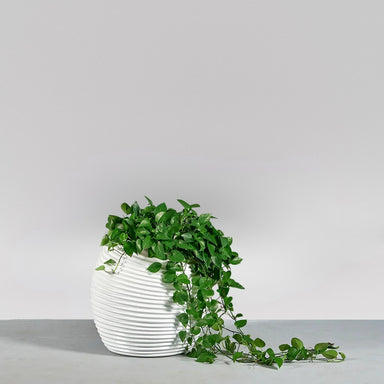 Spiral Globe Fiberglass Planter on concrete filled with plants.