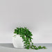 Spiral Globe Fiberglass Planter on concrete filled with plants.