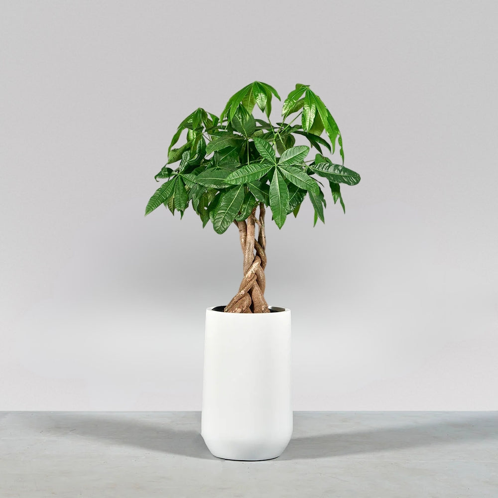 Tall Hayden Tapered Round Fiberglass Planter on concrete filled with plants.