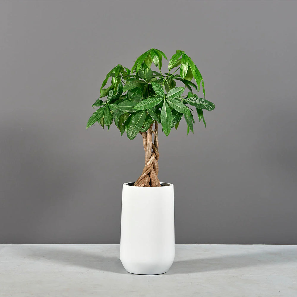 Tall Hayden Tapered Round Fiberglass Planter on concrete filled with plants.