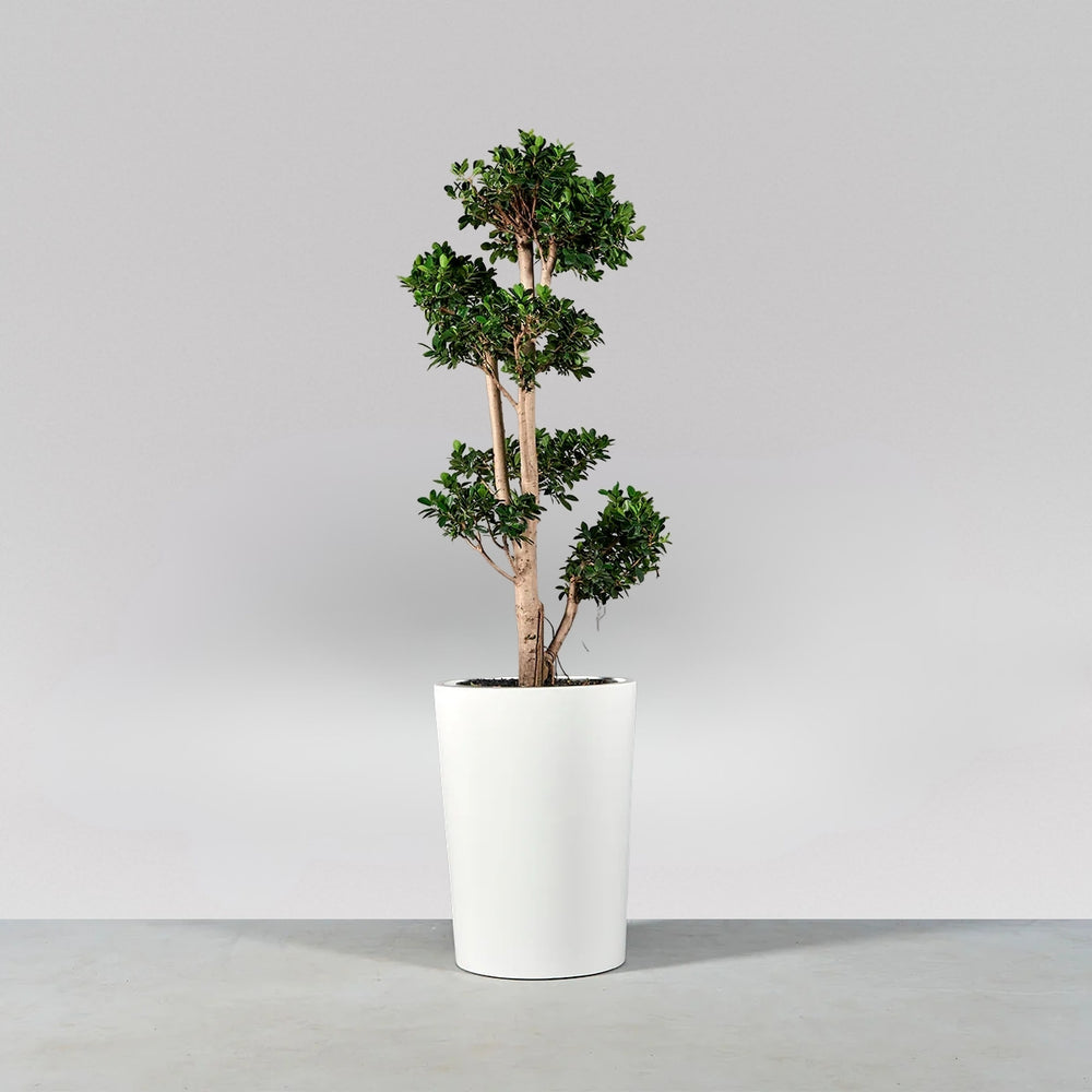 Tagel Tapered Round Fiberglass Planter on concrete filled with plants.