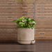 The Simple Pot 1 Quart Planter in brown filled with plants