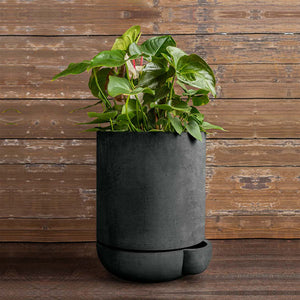 The Simple Pot, 5 Gallon Planter in charcoal filled with plants