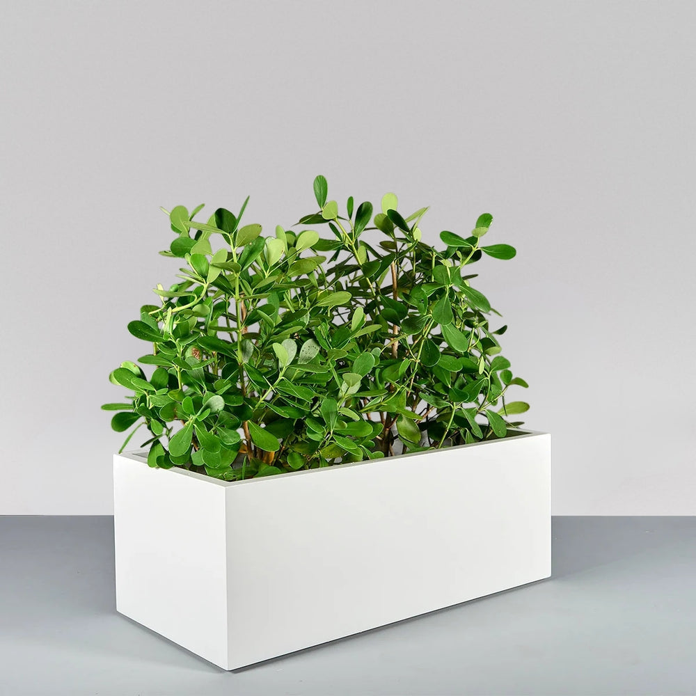 Torino Wide Rectangle Fiberglass Planter on concrete filled with plants.