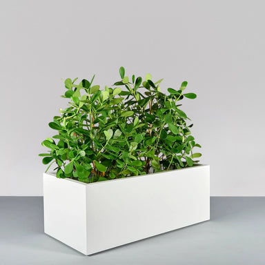 Torino Wide Rectangle Fiberglass Planter on concrete filled with plants.
