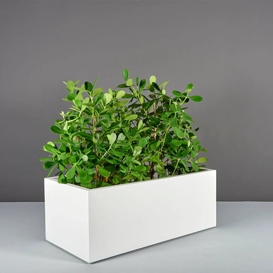 Torino Wide Rectangle Fiberglass Planter on concrete filled with plants.