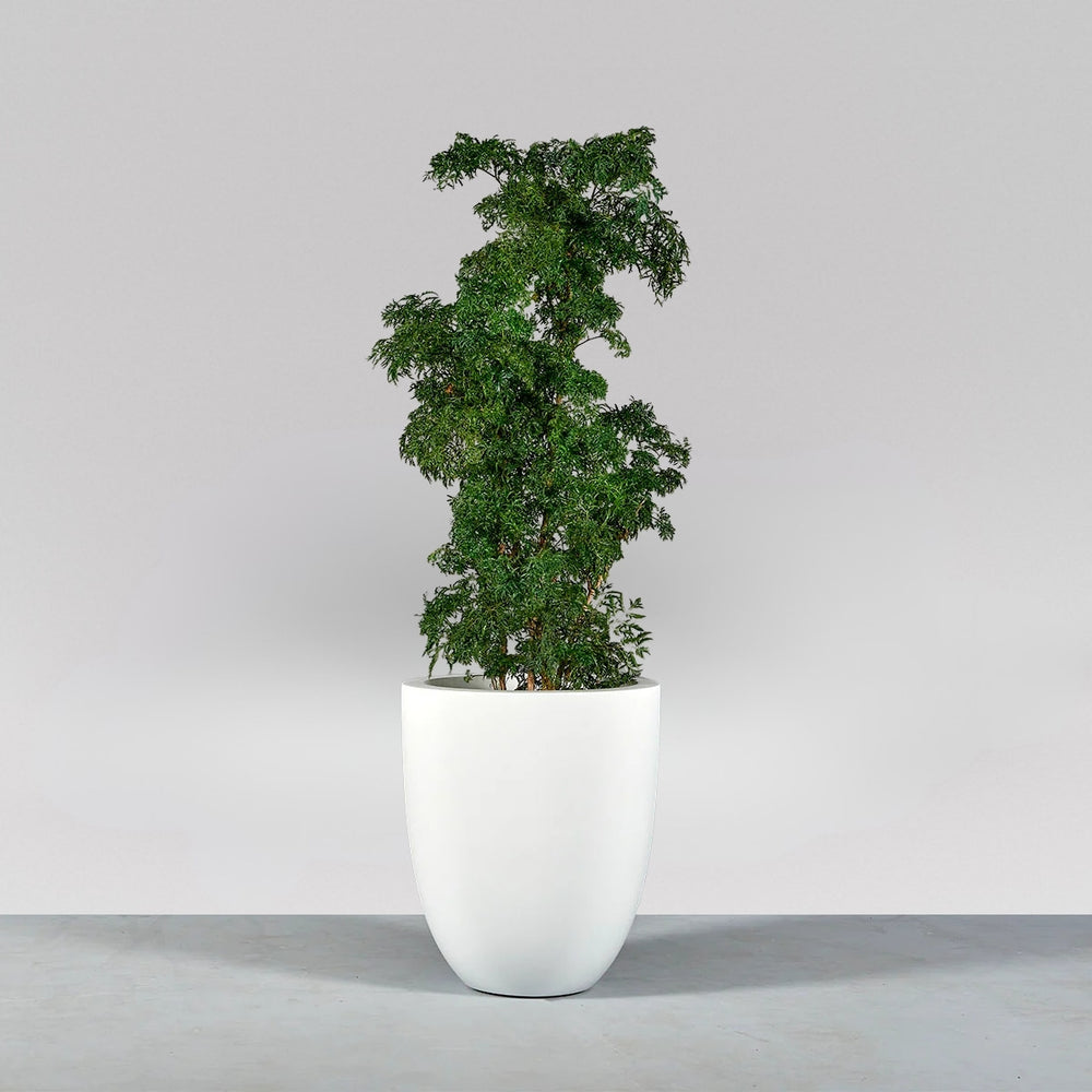 Valencia Tapered Round Fiberglass Planter on concrete filled with plants. 