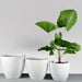 Wannsee Extra Large Round Fiberglass Planter shown with different sizes filled with plants.