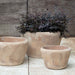 Whitby Planter - Antico Terra Cotta - S/3 on concrete filled with plants