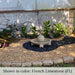  Campania Low Zen Sphere fountain in rock garden in action