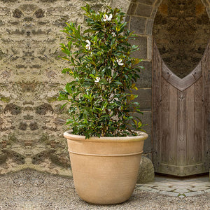 Carema Planter, XLG filled with white flowers near entrance door