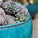 Ellesmere Planter S/3 Aqua filled with cactus upclose