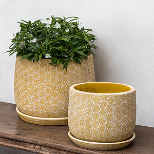 Large Marguerite Round Etched Yellow Planter S/8 filled with plants against white wall 