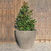 Large planter with filled with green plants against wall