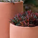 Rioja Planter - Terra Rosa - S/2 Rioja Planter - Terra Rosa - S/2 filled with plants in the backyard upclose