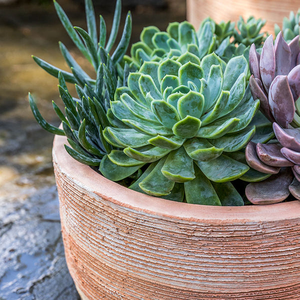  Sgraffito Low Planter Terra Cotta S/3 filled with plants in the backyard upclose