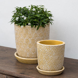 Small Marguerite Round Etched Yellow Planter S/8 filled with plants against white wall 