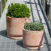 Sombra Planter - Terra Cotta - S/2 filled with plants in the backyard.