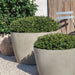 two round large planters filled with green plants